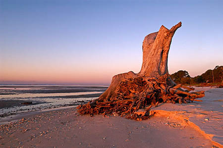 4_Sunrise Stump